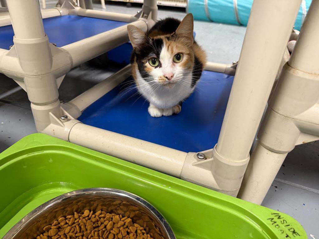 Enlarge Goldilocks, a Adoptable Domestic Short Hair in San Luis Obispo, CA image 5/5