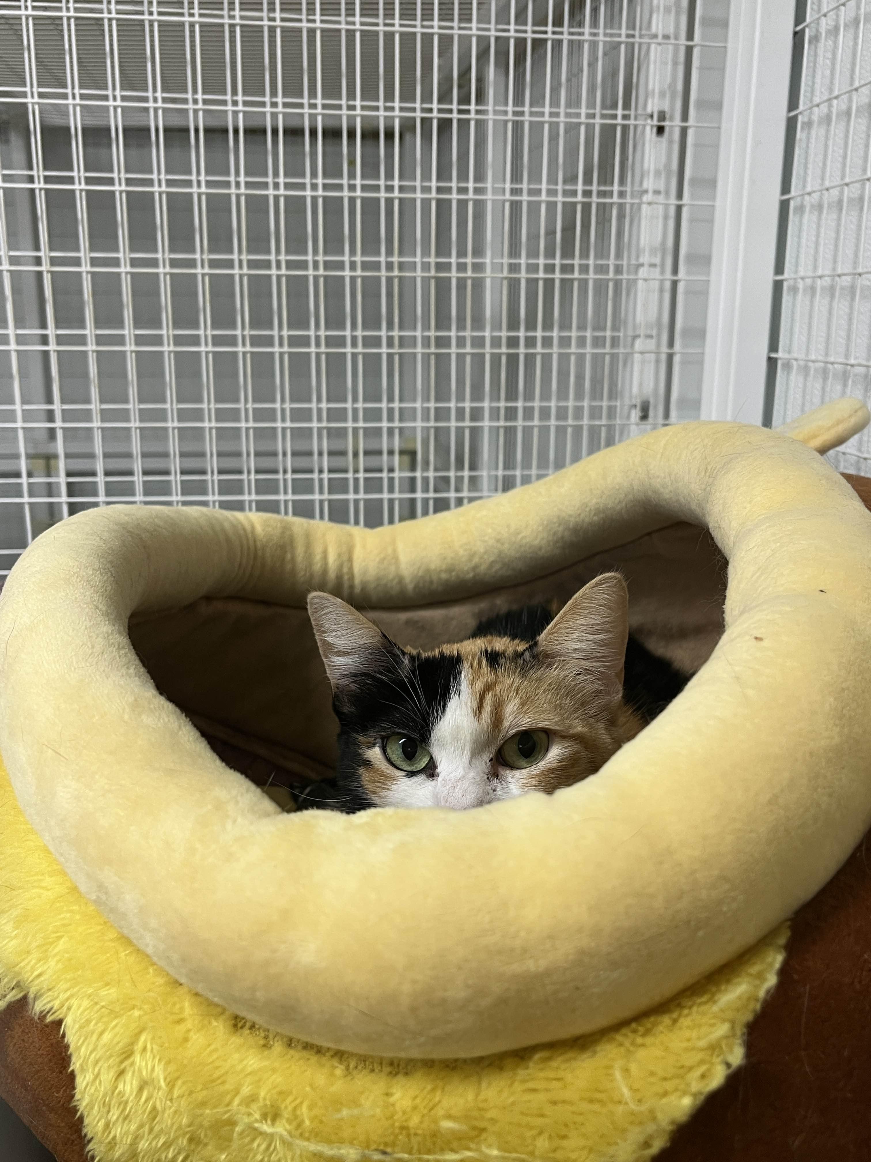 Enlarge Goldilocks, a Adoptable Domestic Short Hair in San Luis Obispo, CA image 1/5