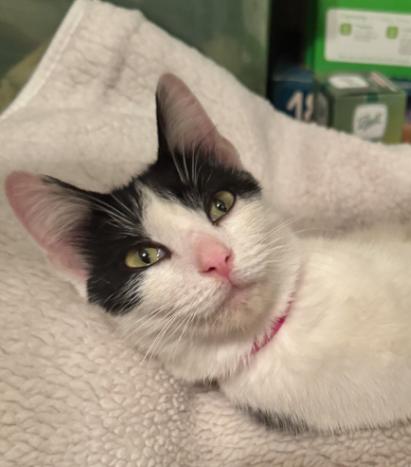 Alvie Lee, Adoptable, Young Female Domestic Short Hair.