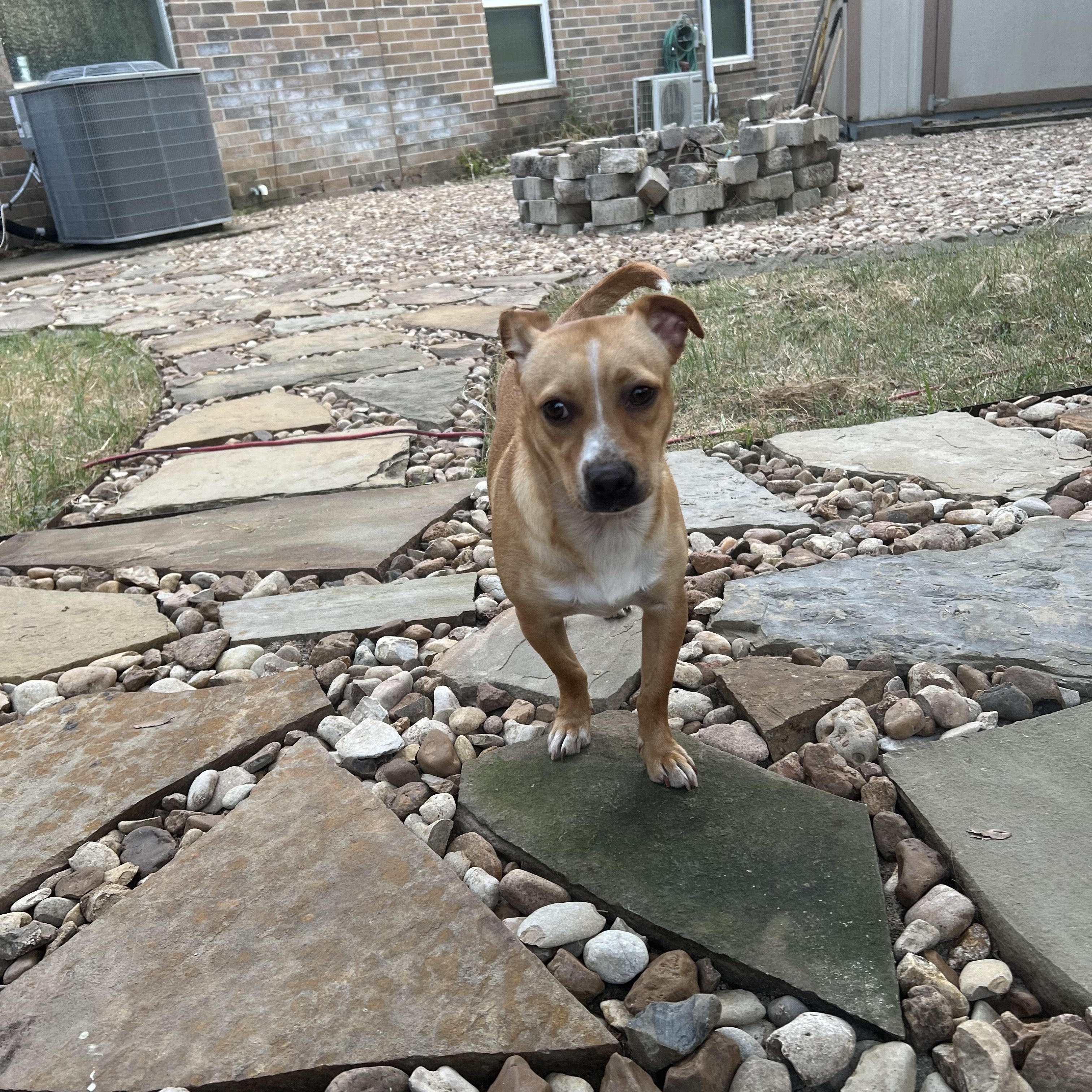 Angus, Adoptable, Puppy Male Labrador Retriever & American Staffordshire Terrier.