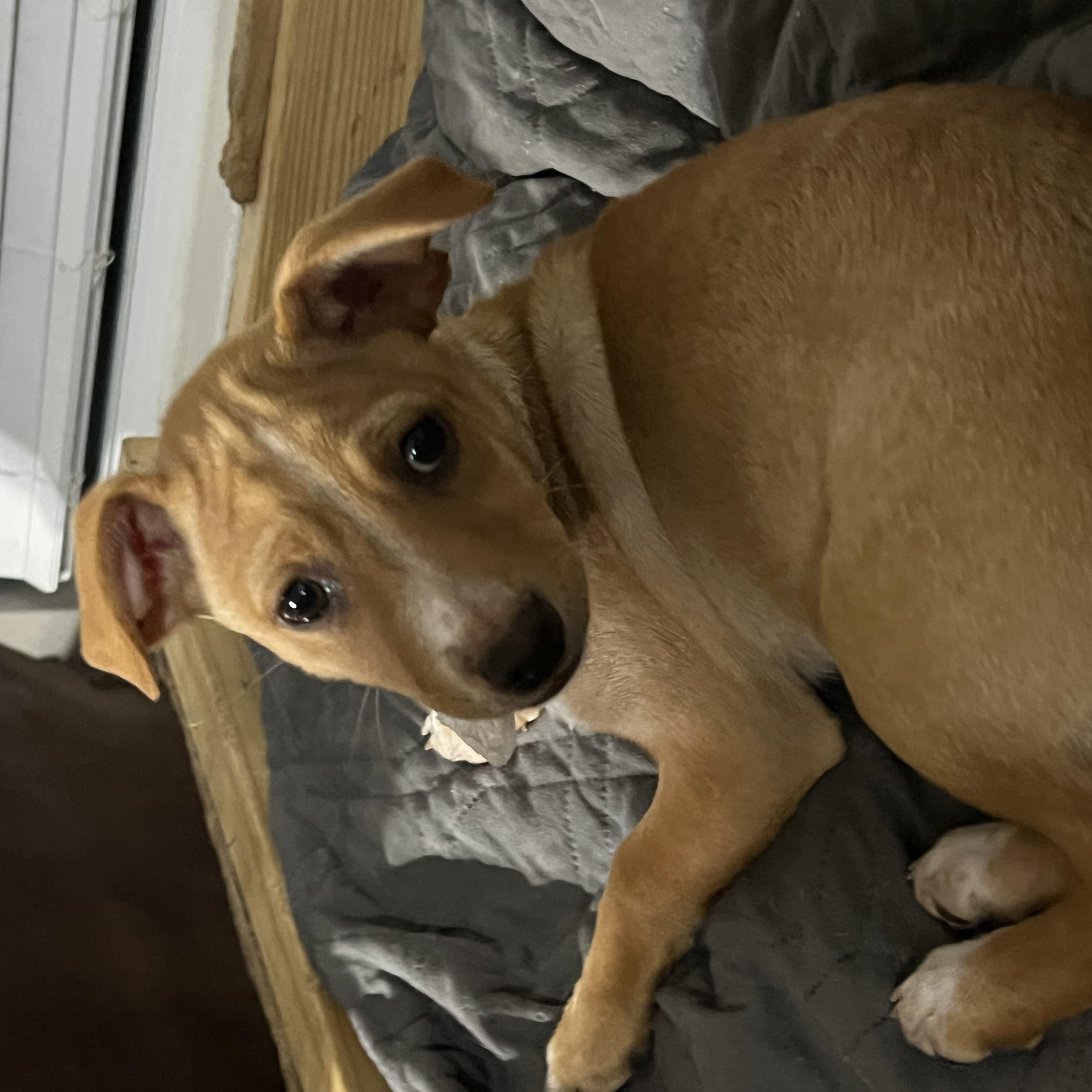 Enlarge Angus, a Adoptable mixed breed in Seattle, WA image 3/5