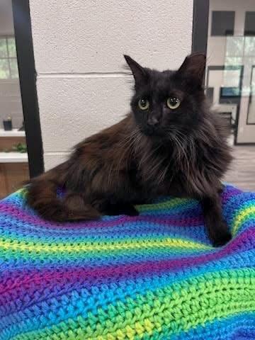 Delilah, Adoptable, Young Female Domestic Short Hair.