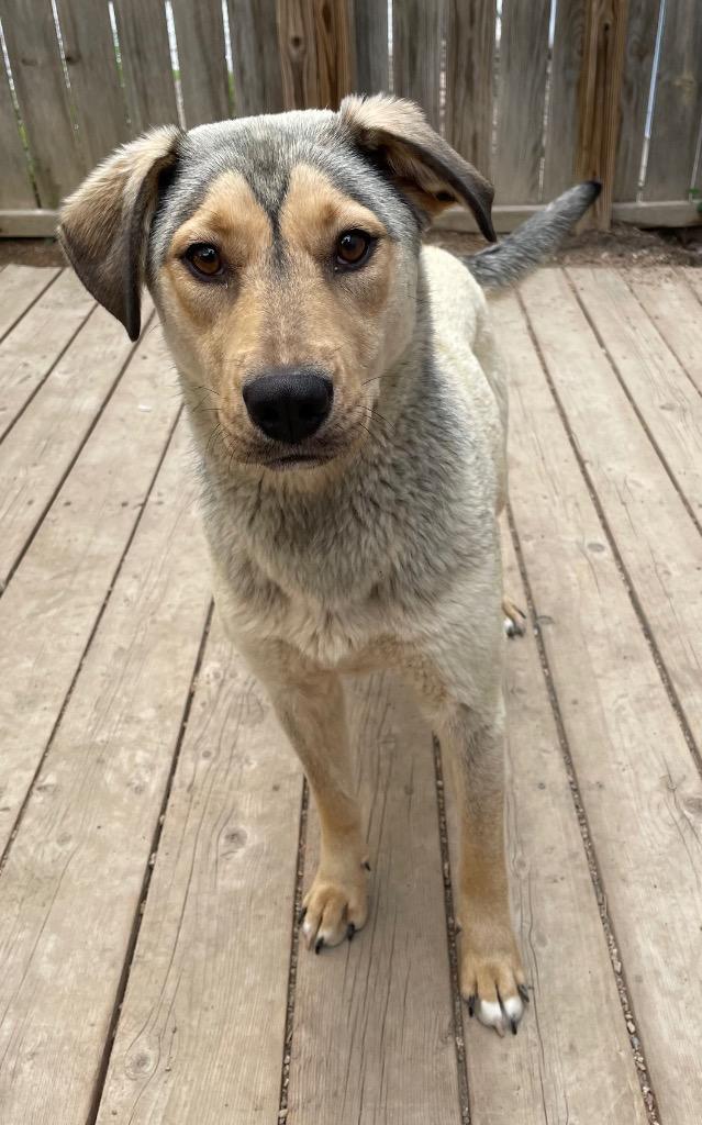 Enlarge Willow, a Adoptable Husky in Hastings, NE image 1/1