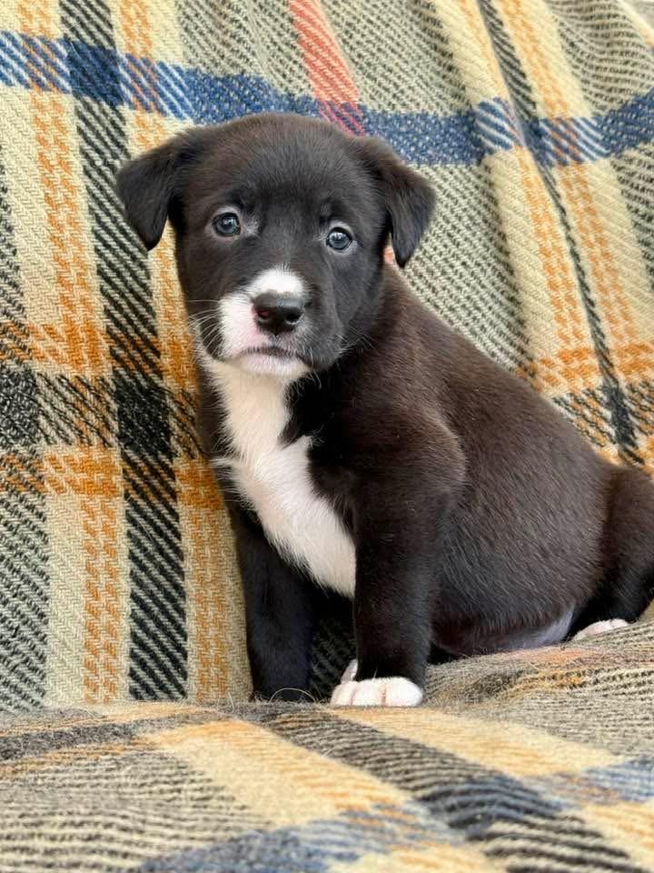 Enlarge Bunny - Spring Litter, a ADOPTABLE mixed breed in Mendham, NJ image 1/1