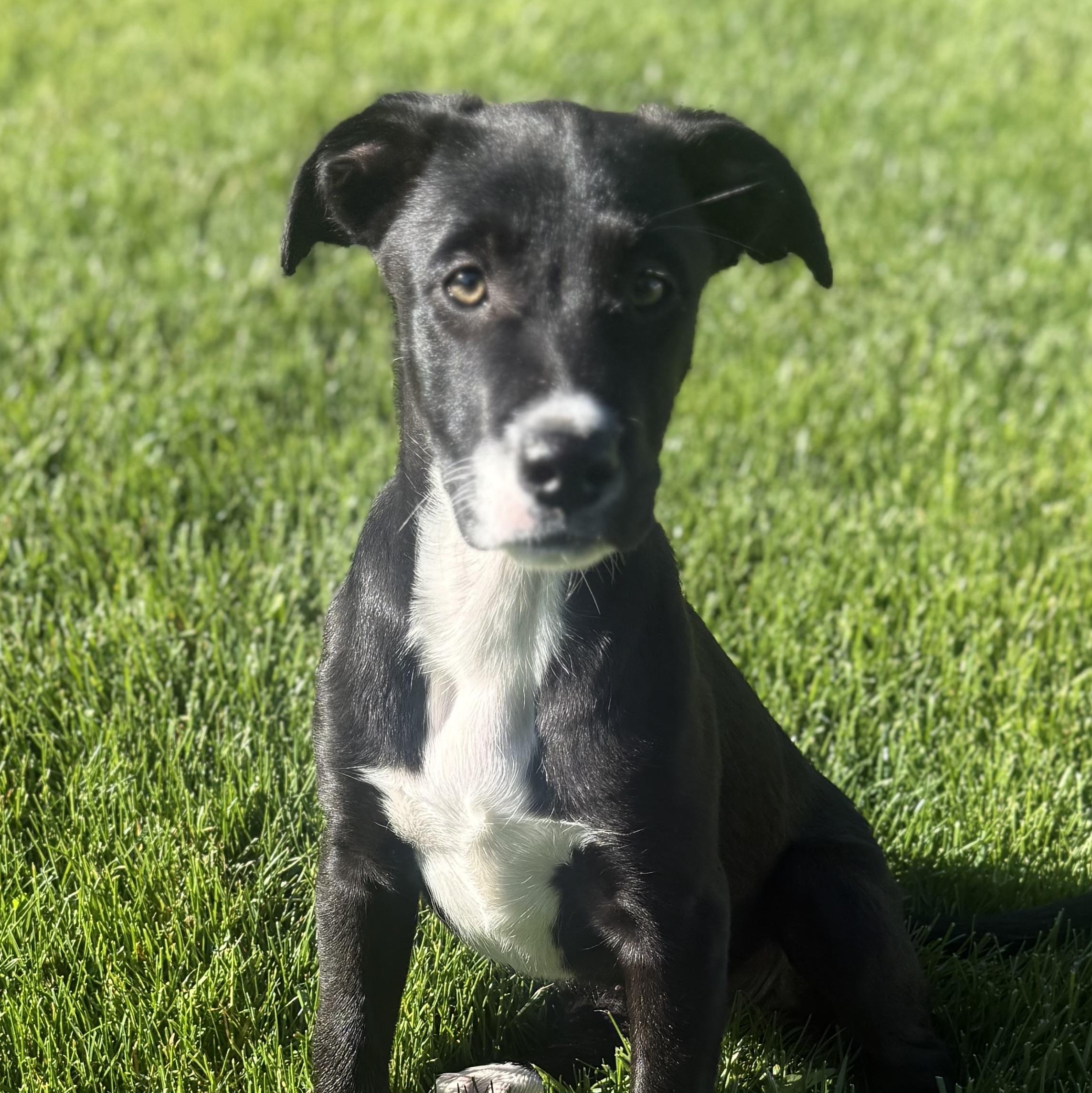 Bunny - Spring Litter, ADOPTABLE, Puppy Female Mixed Breed.