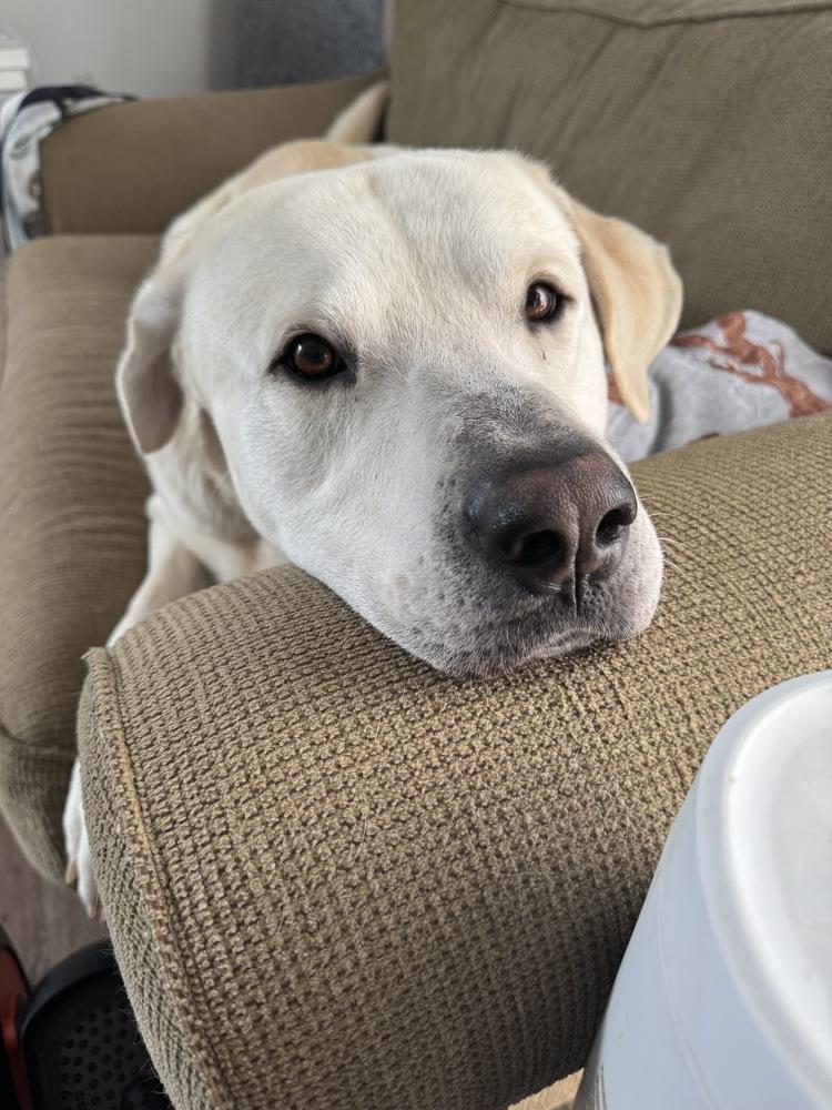 Callighen / Snowball / Buddy, a Adoptable mixed breed in Broomfield, CO image 1/6