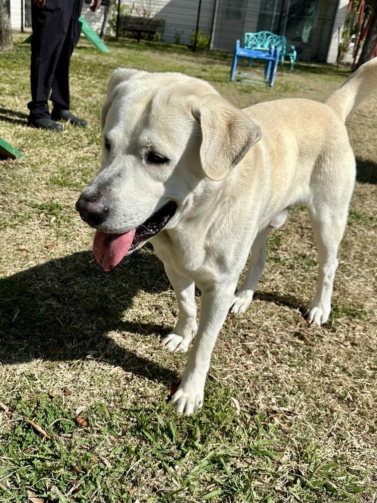 Callighen / Snowball / Buddy, a Adoptable mixed breed in Broomfield, CO image 2/6