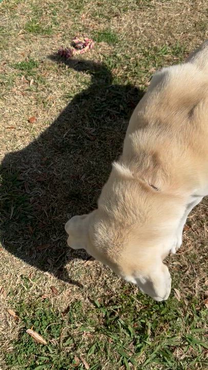 Enlarge Callighen / Snowball / Buddy, a Adoptable mixed breed in Broomfield, CO video 6/6