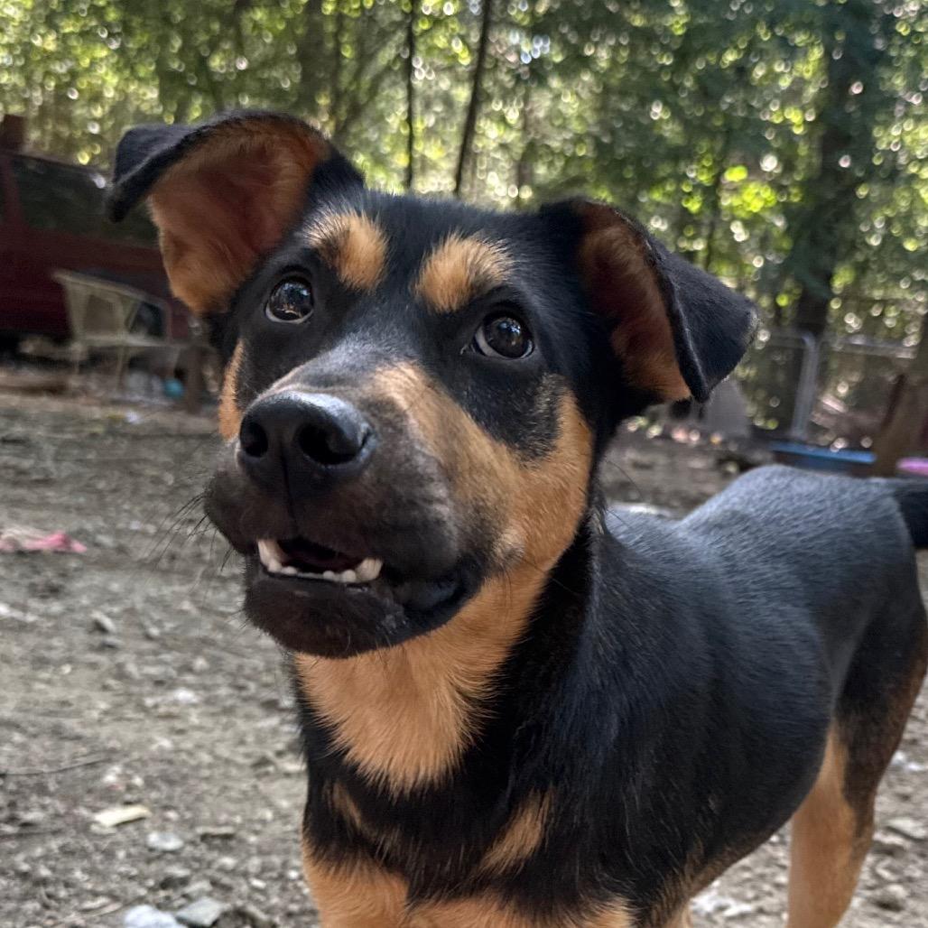Woody, Adoptable, Young Male Shepherd & Husky.