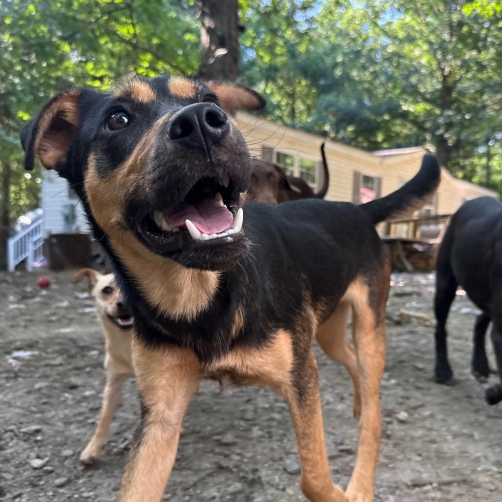 Woody, a Adoptable mixed breed in Aberdeen, NC image 4/6