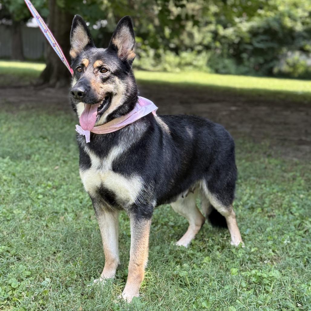 Rachel, ADOPTABLE, Adult Female German Shepherd Dog.