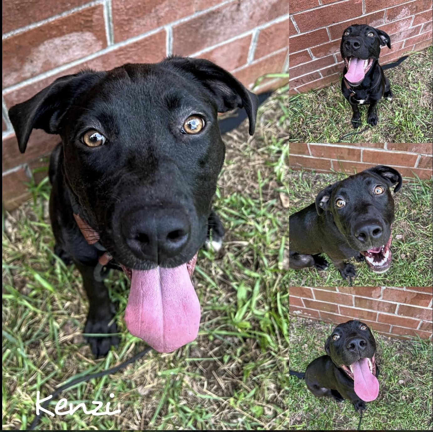 Kenzie *Foster Needed**
