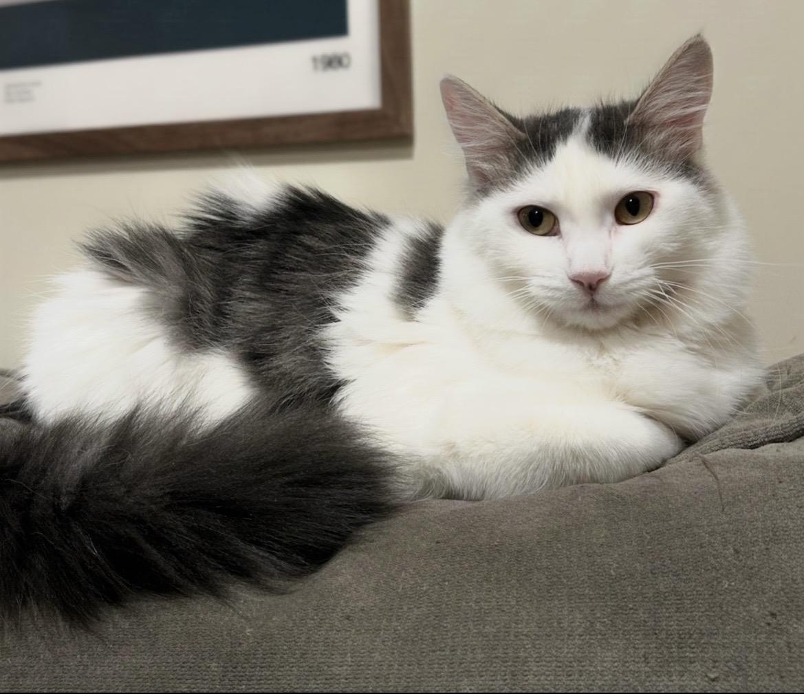 Enlarge Ginny, a Adopted Domestic Medium Hair in Breinigsville, PA image 1/3