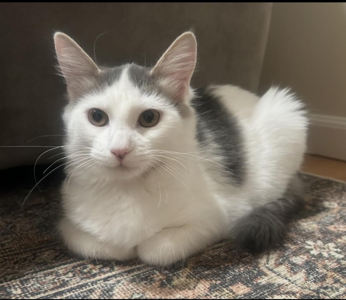 Enlarge Ginny, a Adopted Domestic Medium Hair in Breinigsville, PA image 2/3