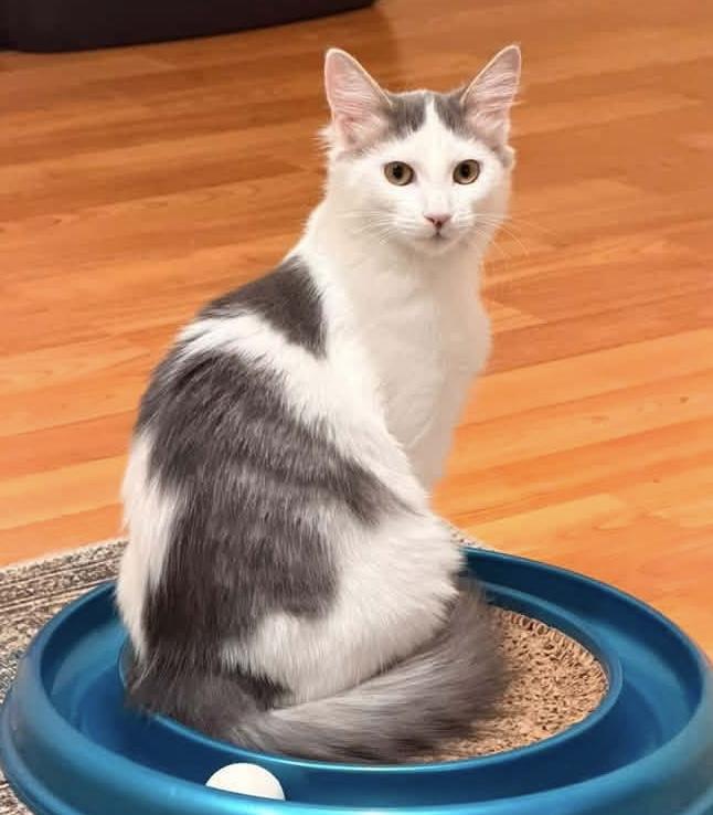 Enlarge Ginny, a Adopted Domestic Medium Hair in Breinigsville, PA image 3/3