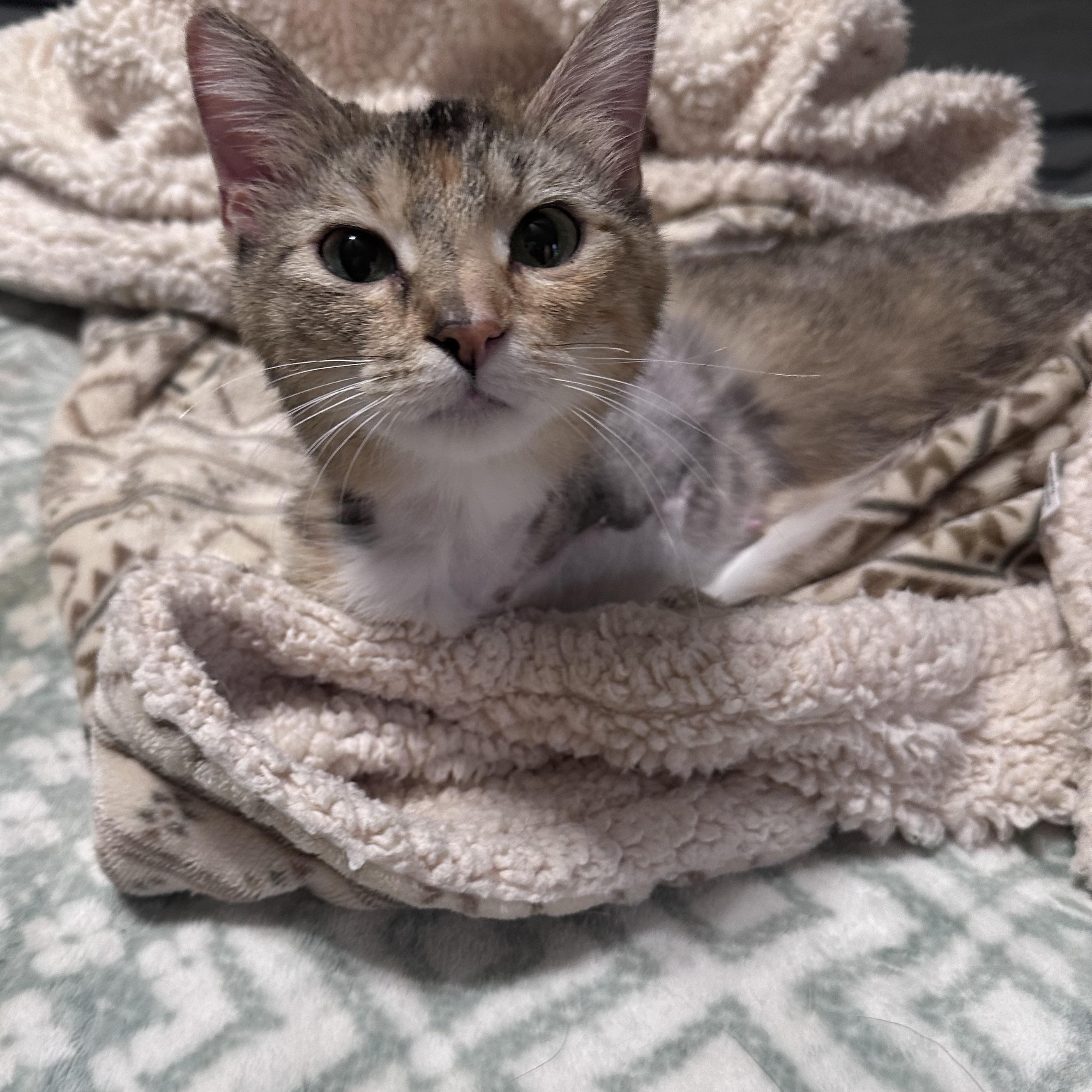 Enlarge Trinity, a Adoptable mixed breed in Omaha, NE image 5/6