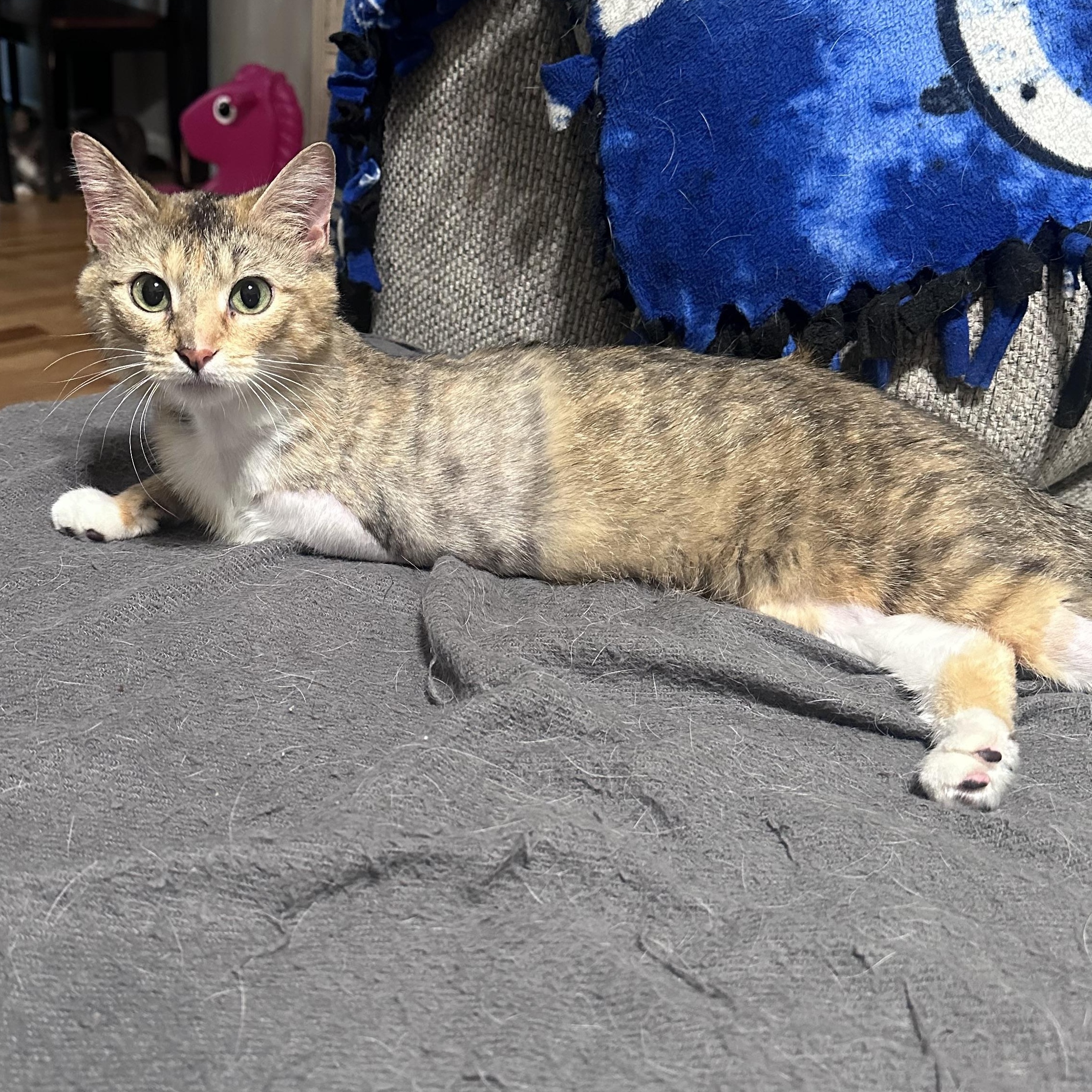 Trinity, Adoptable, Young Female Domestic Short Hair & Tabby.
