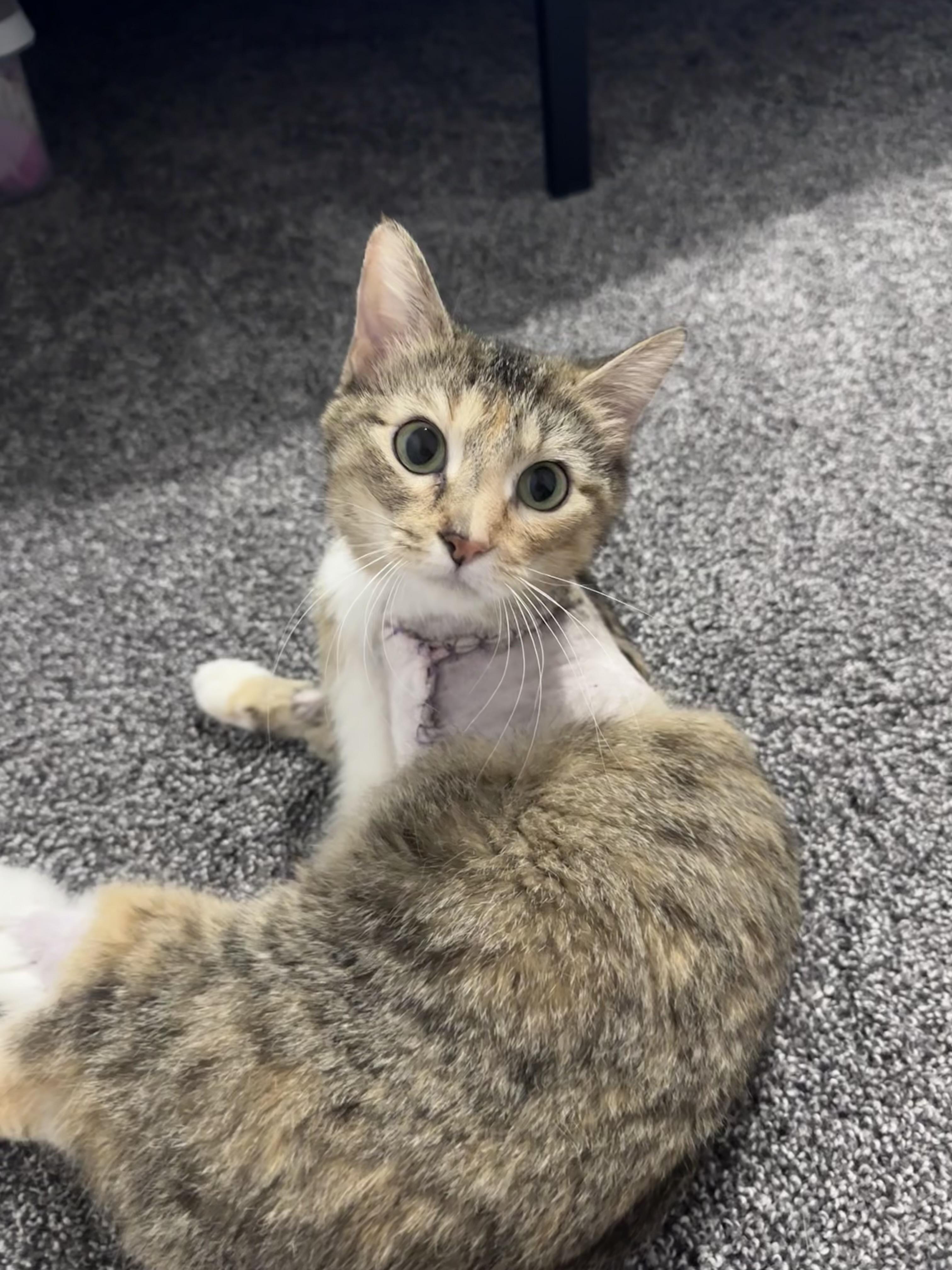 Enlarge Trinity, a Adoptable mixed breed in Omaha, NE image 6/6