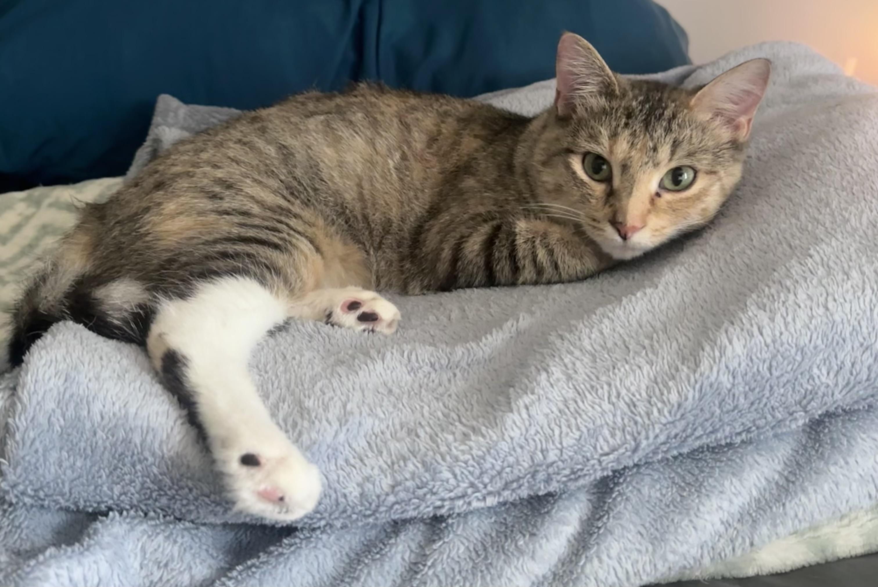 Trinity, Adoptable, Young Female Domestic Short Hair & Tabby.