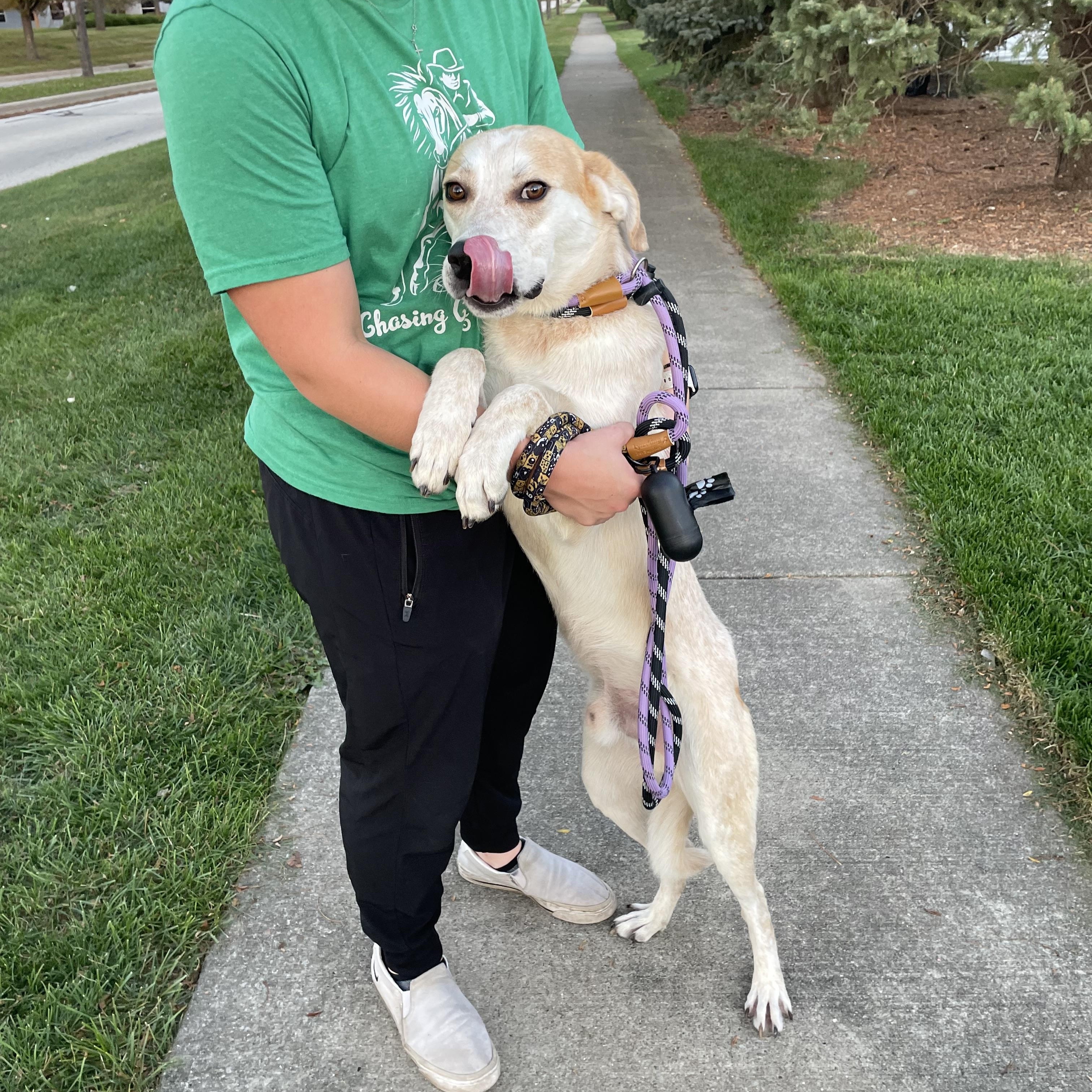 Enlarge Asher, a Adopted mixed breed in Mokena, IL image 2/3