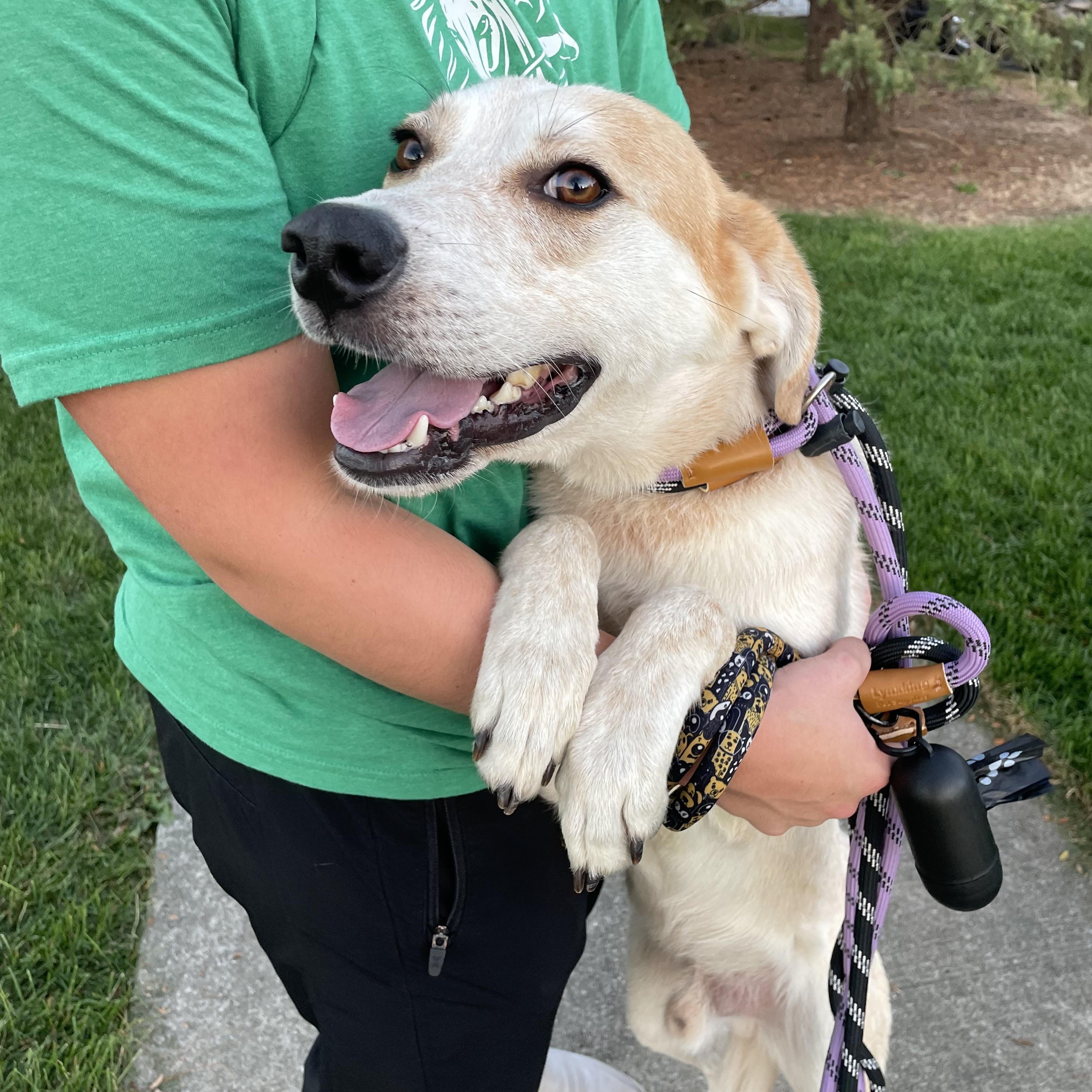 Asher, Adopted, Adult Male Cattle Dog.