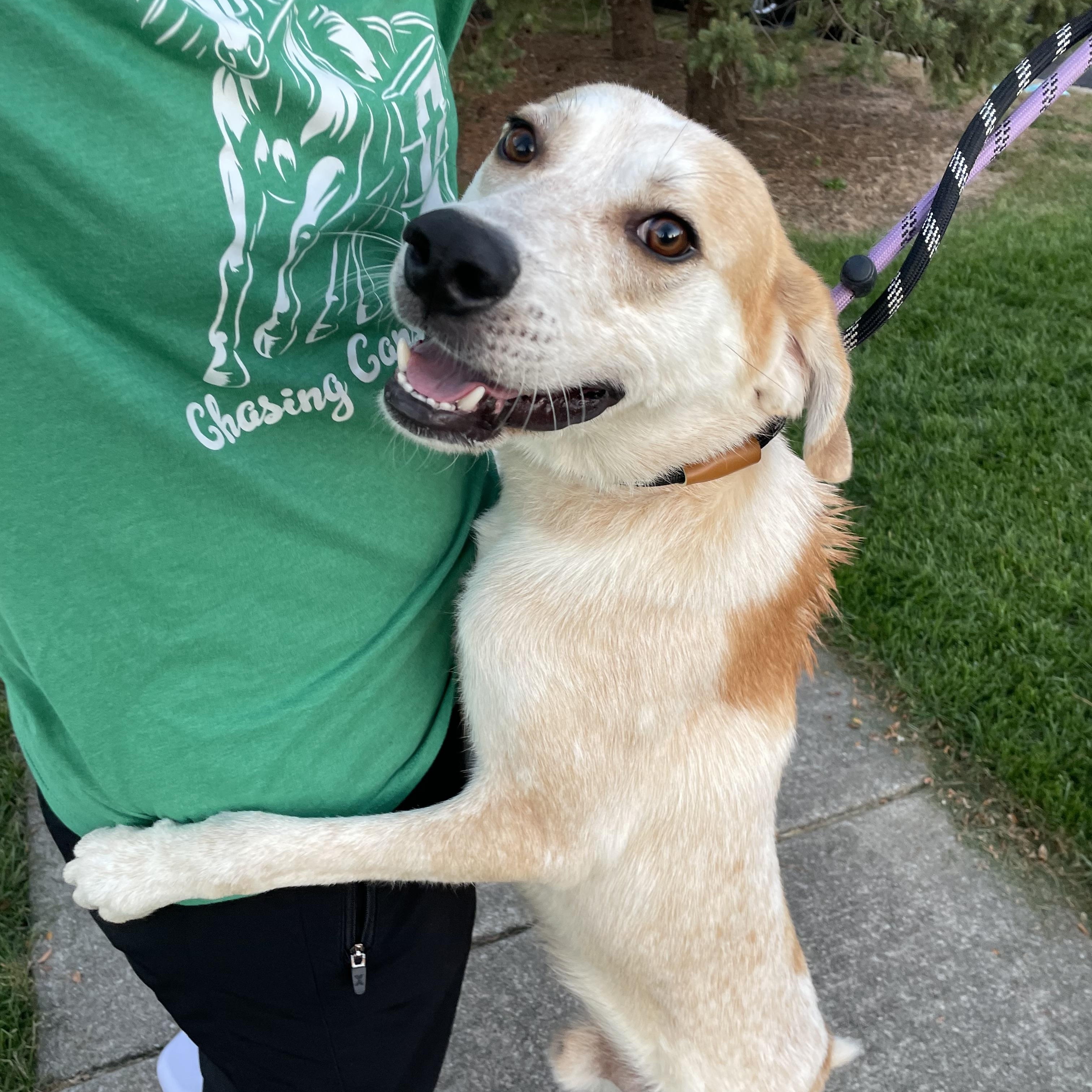 Enlarge Asher, a Adopted mixed breed in Mokena, IL image 3/3
