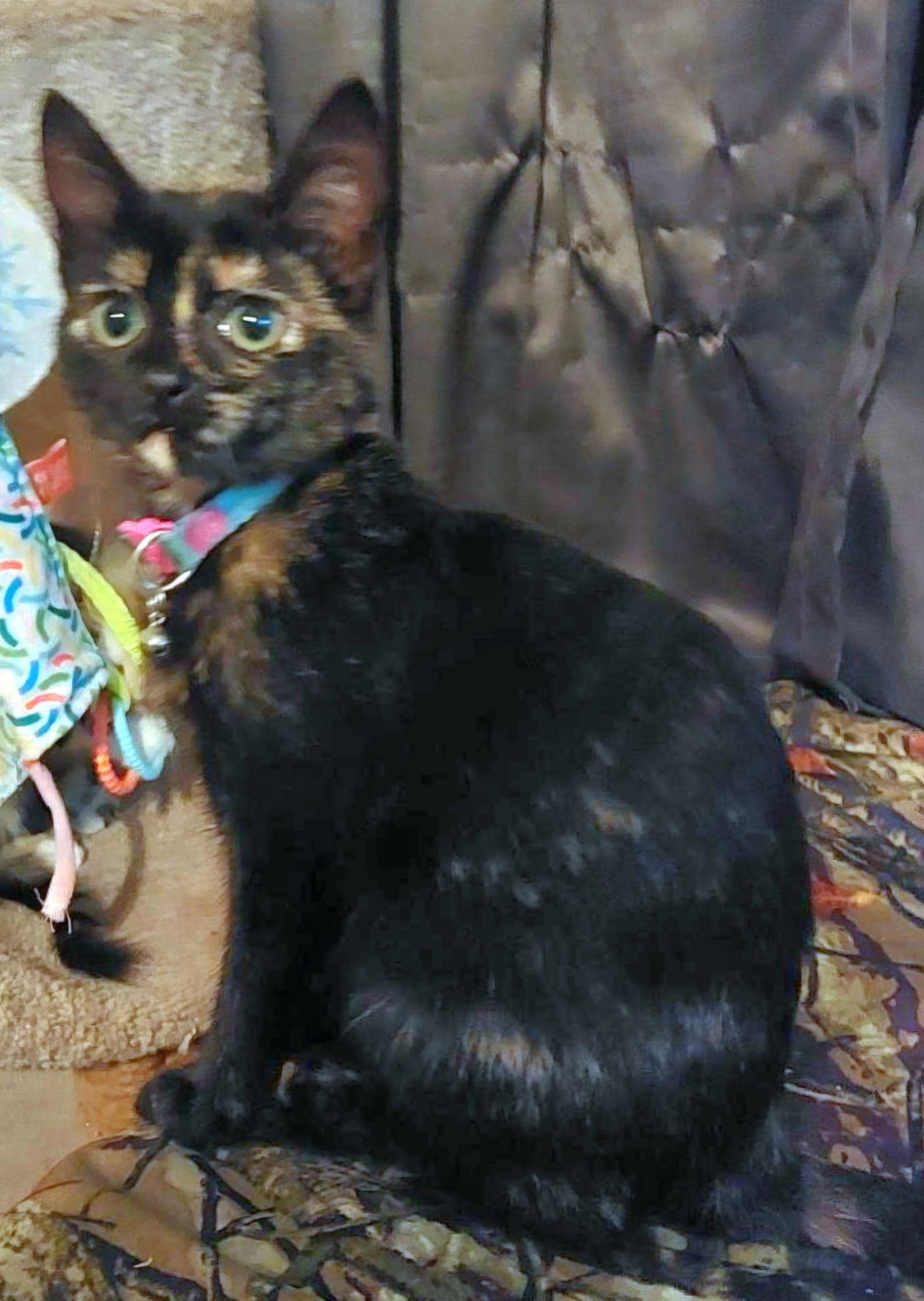 Enlarge Tiana, a Adopted Tortoiseshell in Cypress, TX image 1/3