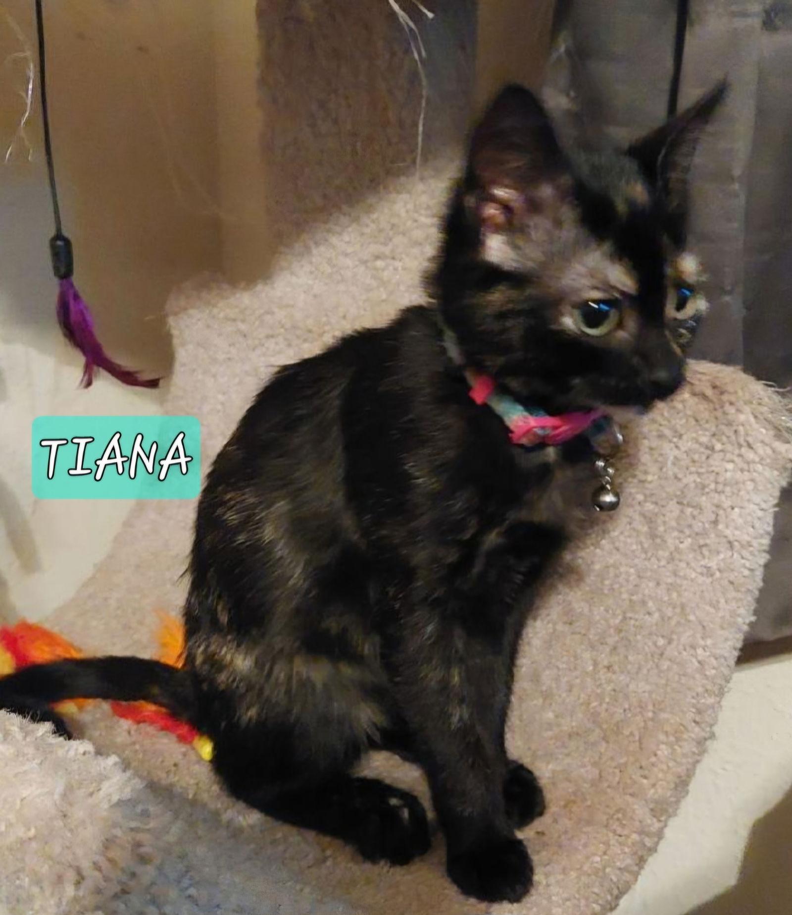 Enlarge Tiana, a Adopted Tortoiseshell in Cypress, TX image 2/3