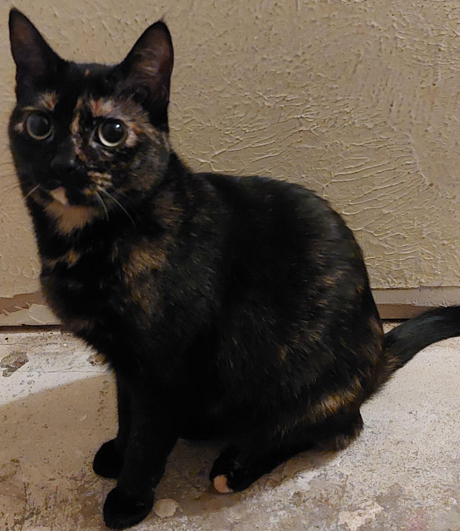 Enlarge Tiana, a Adopted Tortoiseshell in Cypress, TX image 3/3