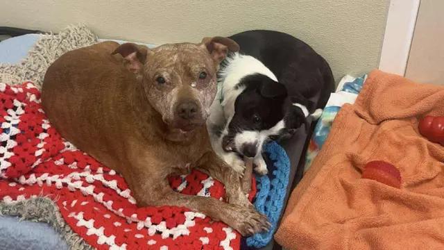 Ivy, ADOPTABLE, Senior Female Shar-Pei & American Staffordshire Terrier.