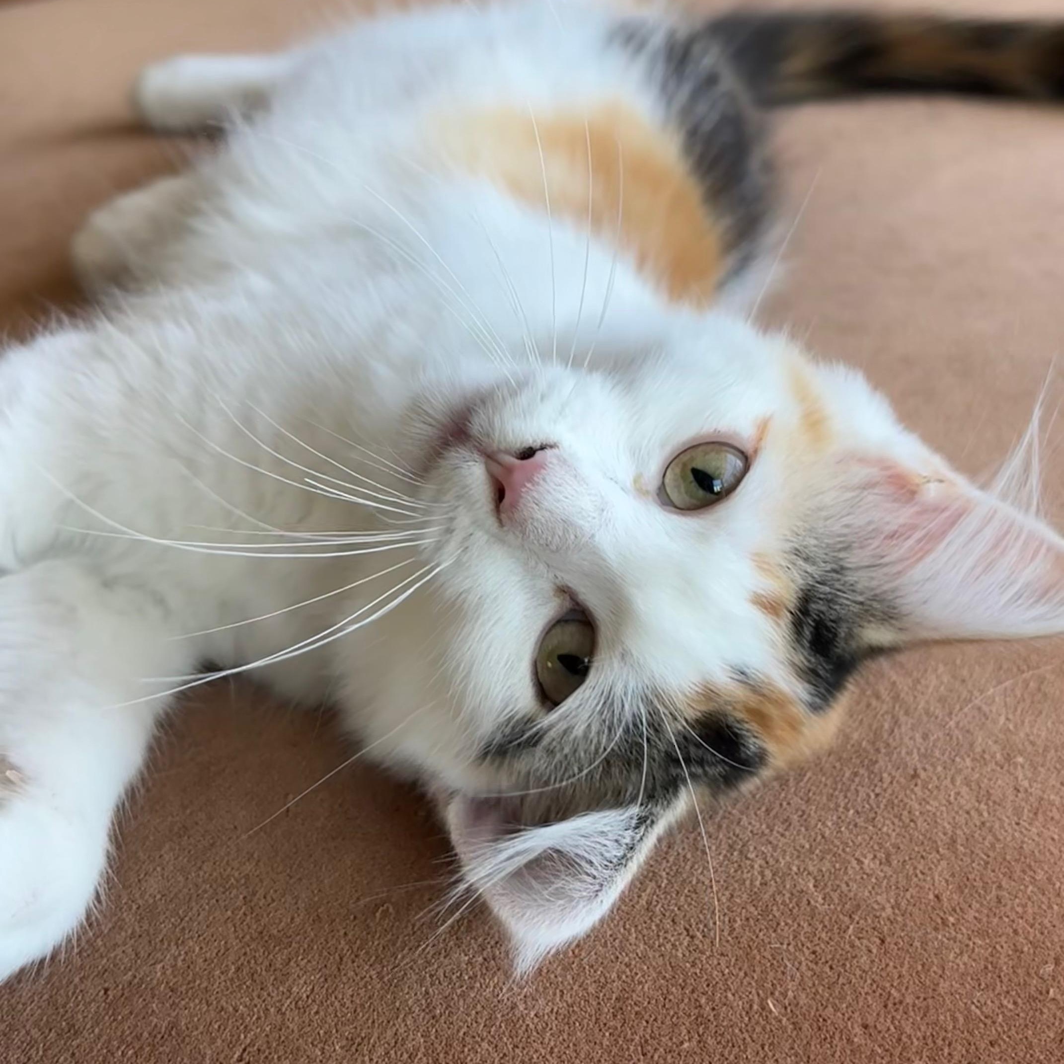 Valentina, ADOPTABLE, Kitten Female Domestic Medium Hair.
