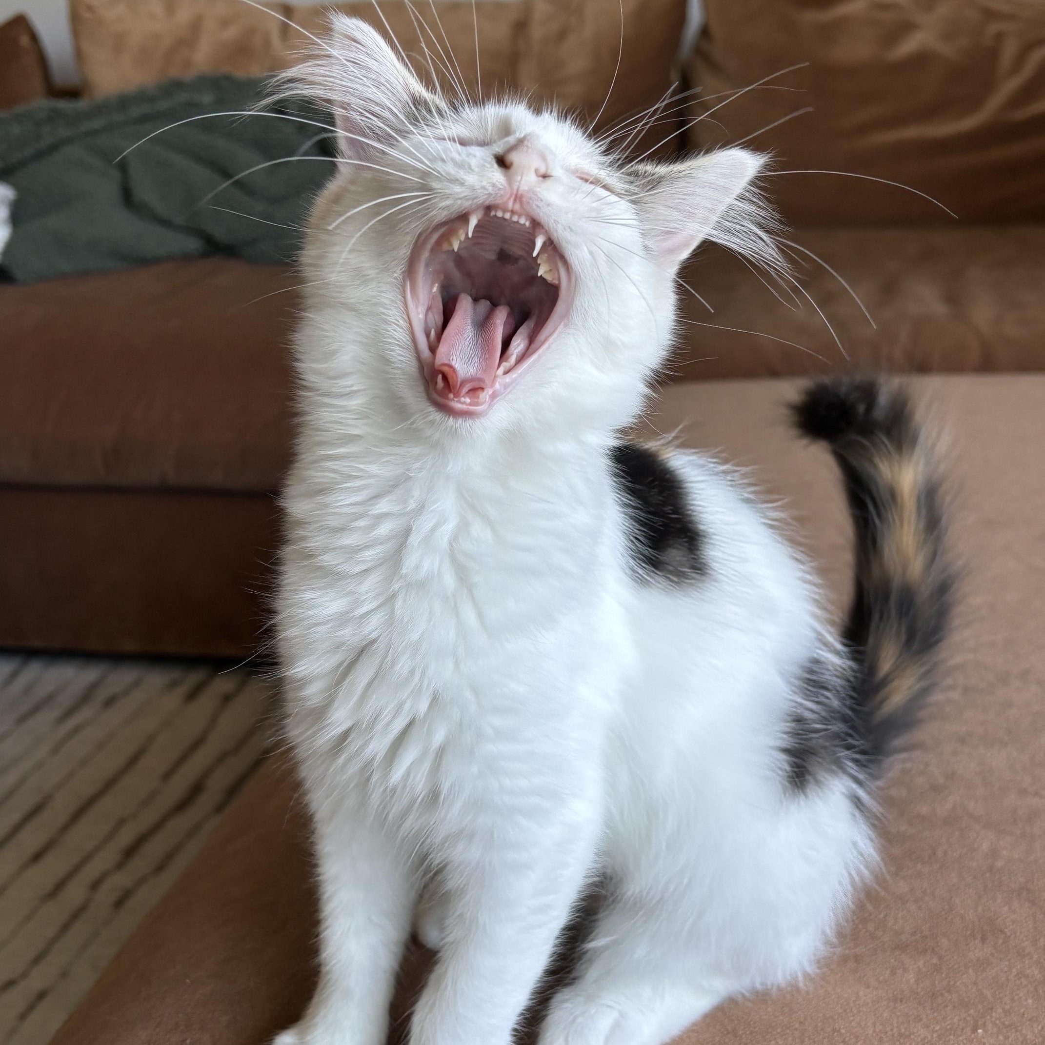 Valentina, a ADOPTABLE Domestic Medium Hair in Renton , WA image 6/6