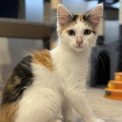 Valentina, a ADOPTABLE Domestic Medium Hair in Renton , WA image 3/6
