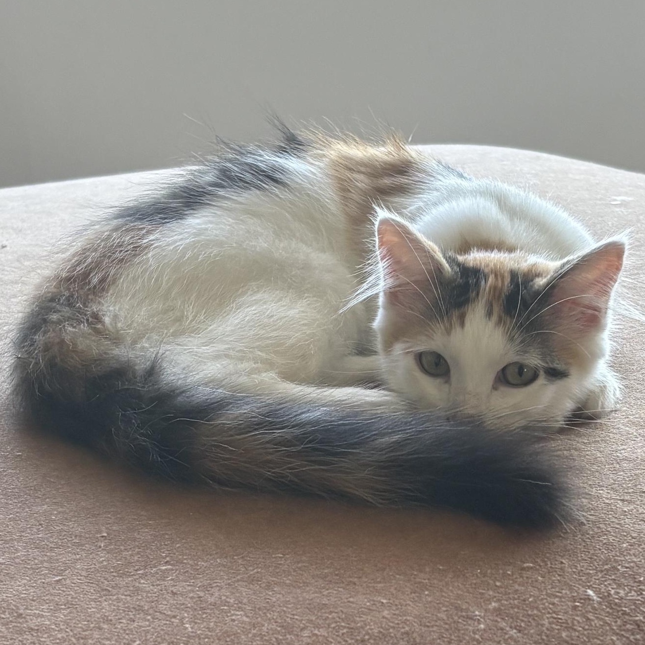 Valentina, a ADOPTABLE Domestic Medium Hair in Renton , WA image 2/6