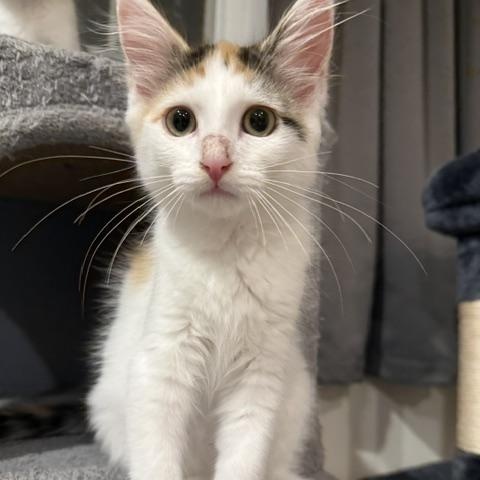 Valentina, a ADOPTABLE Domestic Medium Hair in Renton , WA image 4/6