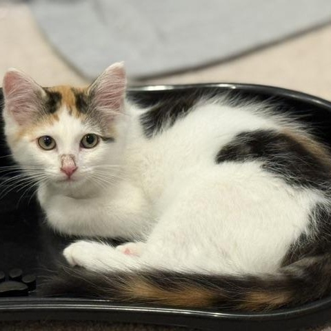 Valentina, a ADOPTABLE Domestic Medium Hair in Renton , WA image 5/6