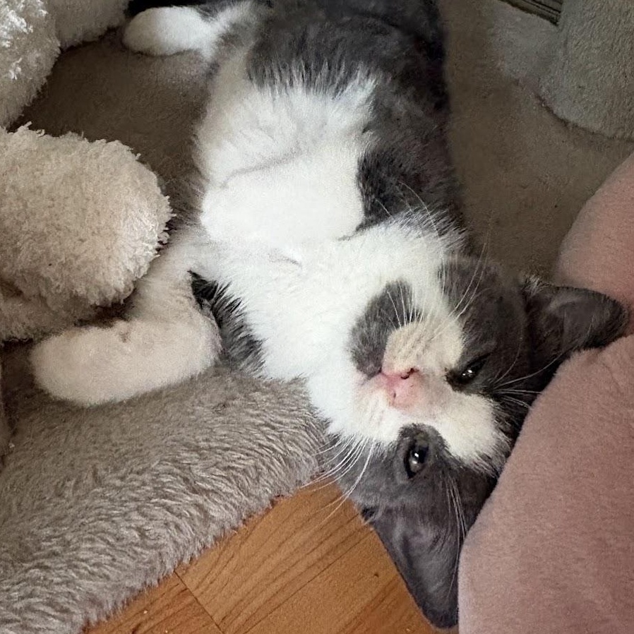 Enlarge Billy, a Adoptable Domestic Short Hair in Ottawa, ON image 6/6