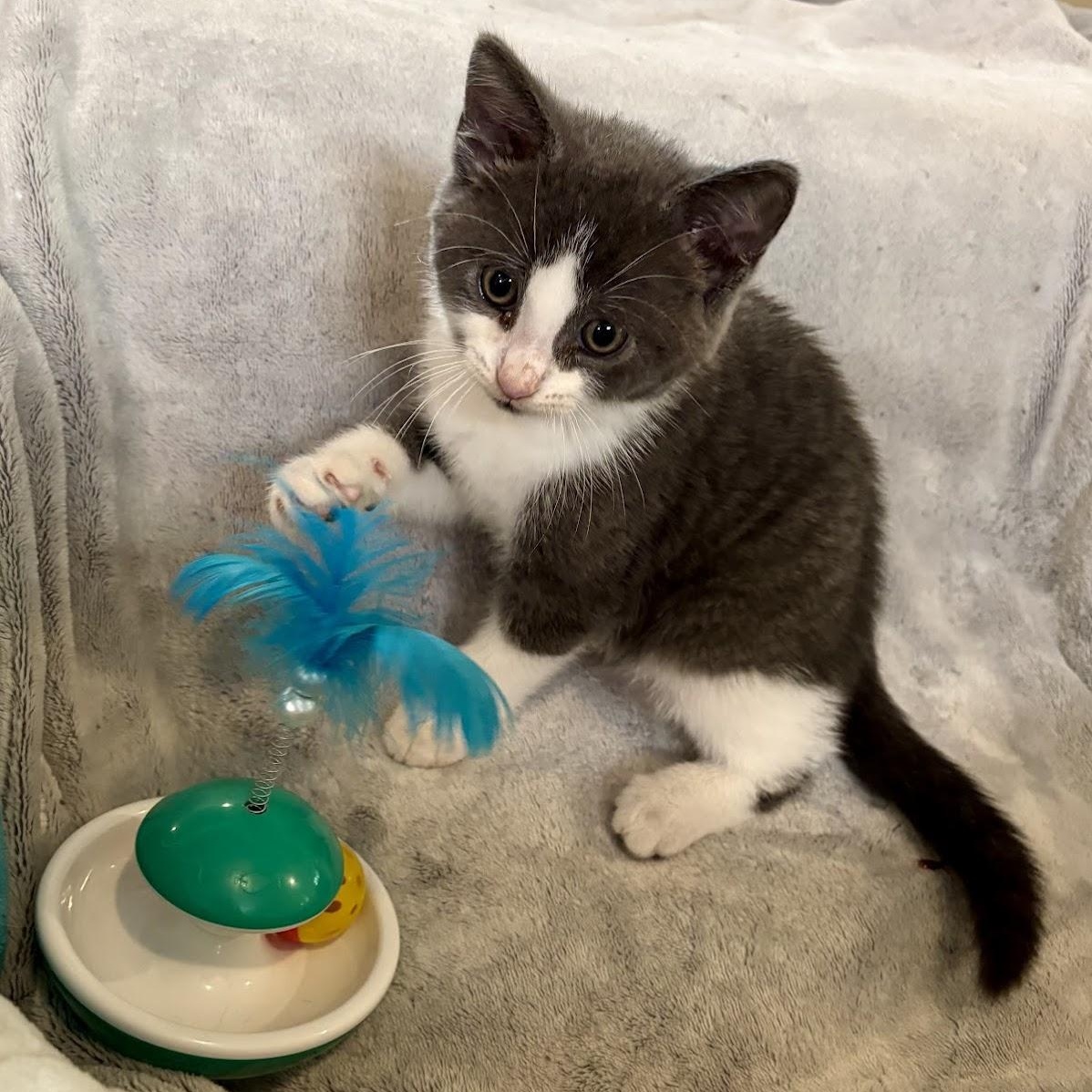 Enlarge Billy, a Adoptable Domestic Short Hair in Ottawa, ON image 4/6