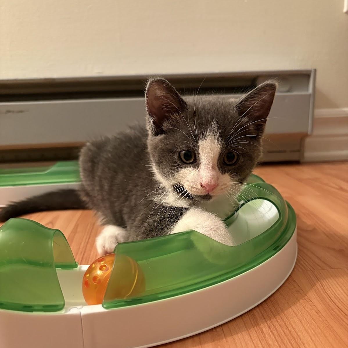 Enlarge Billy, a Adoptable Domestic Short Hair in Ottawa, ON image 5/6