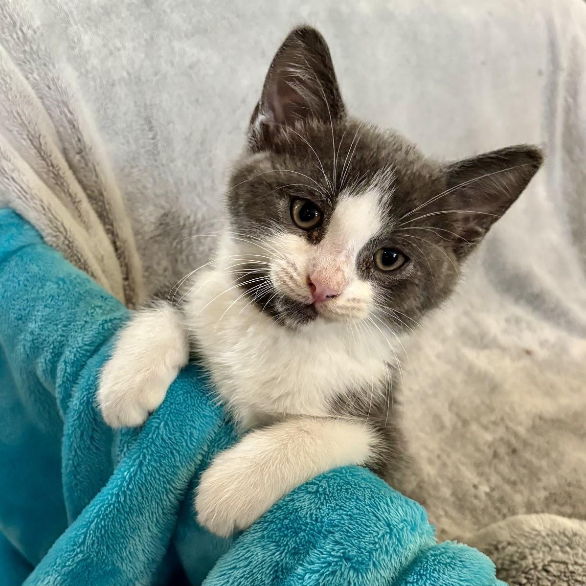 Enlarge Billy, a Adoptable Domestic Short Hair in Ottawa, ON image 2/6