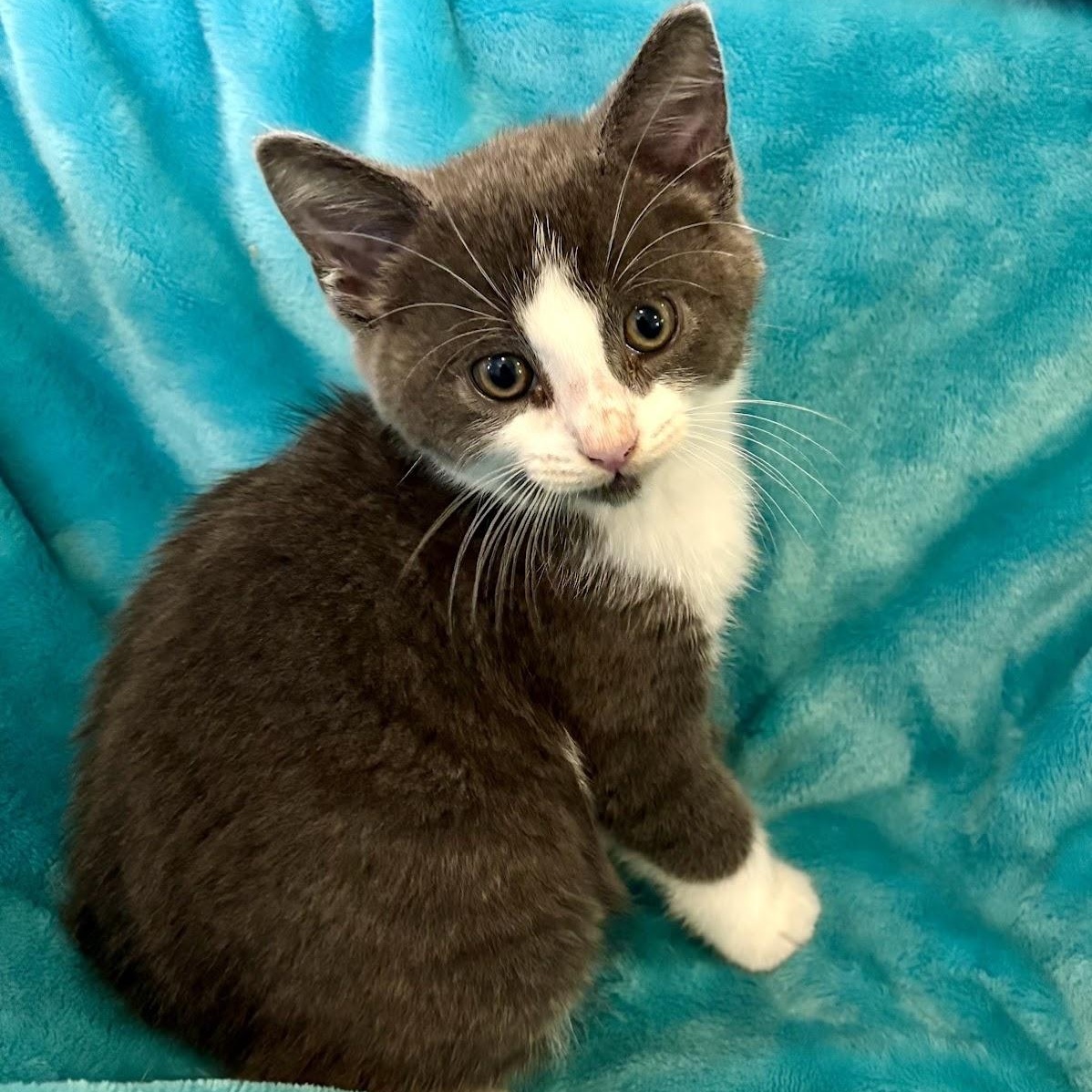 Billy, Adoptable, Kitten Male Domestic Short Hair.