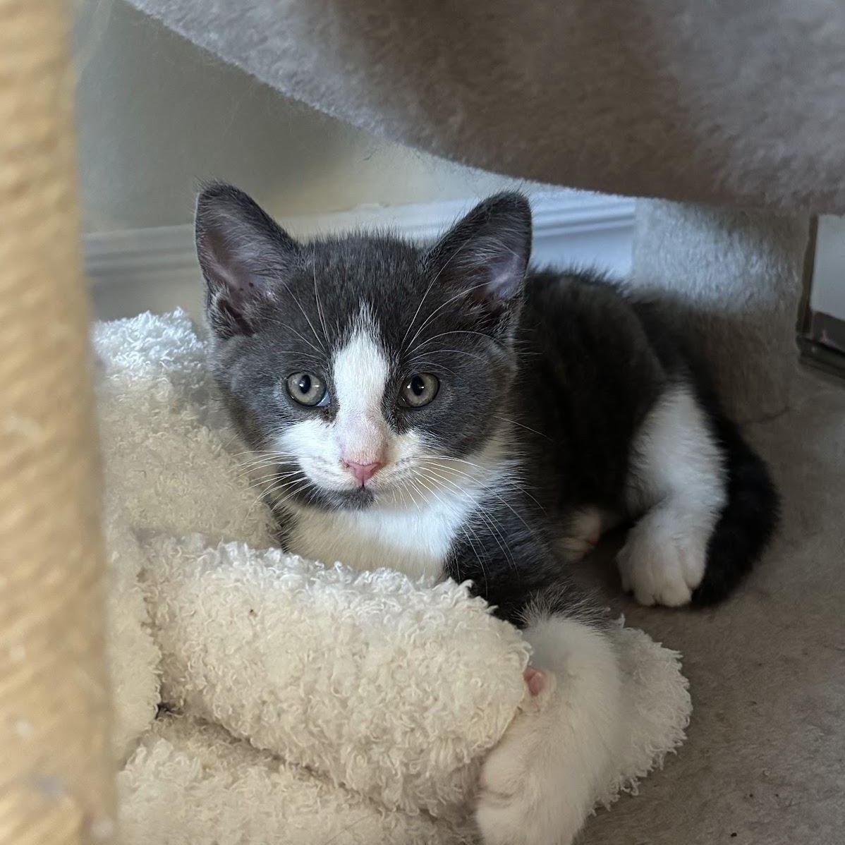 Enlarge Billy, a Adoptable Domestic Short Hair in Ottawa, ON image 3/6