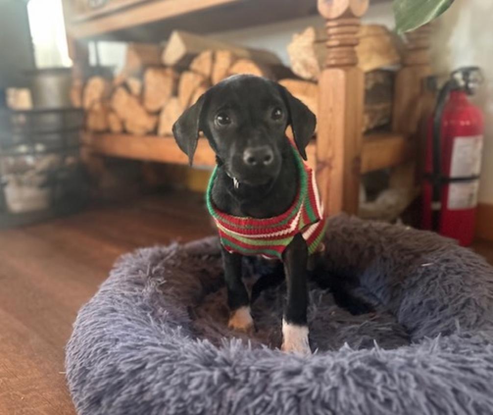 Baloo, adopted, Young Male Black Labrador Retriever & Fox Terrier.