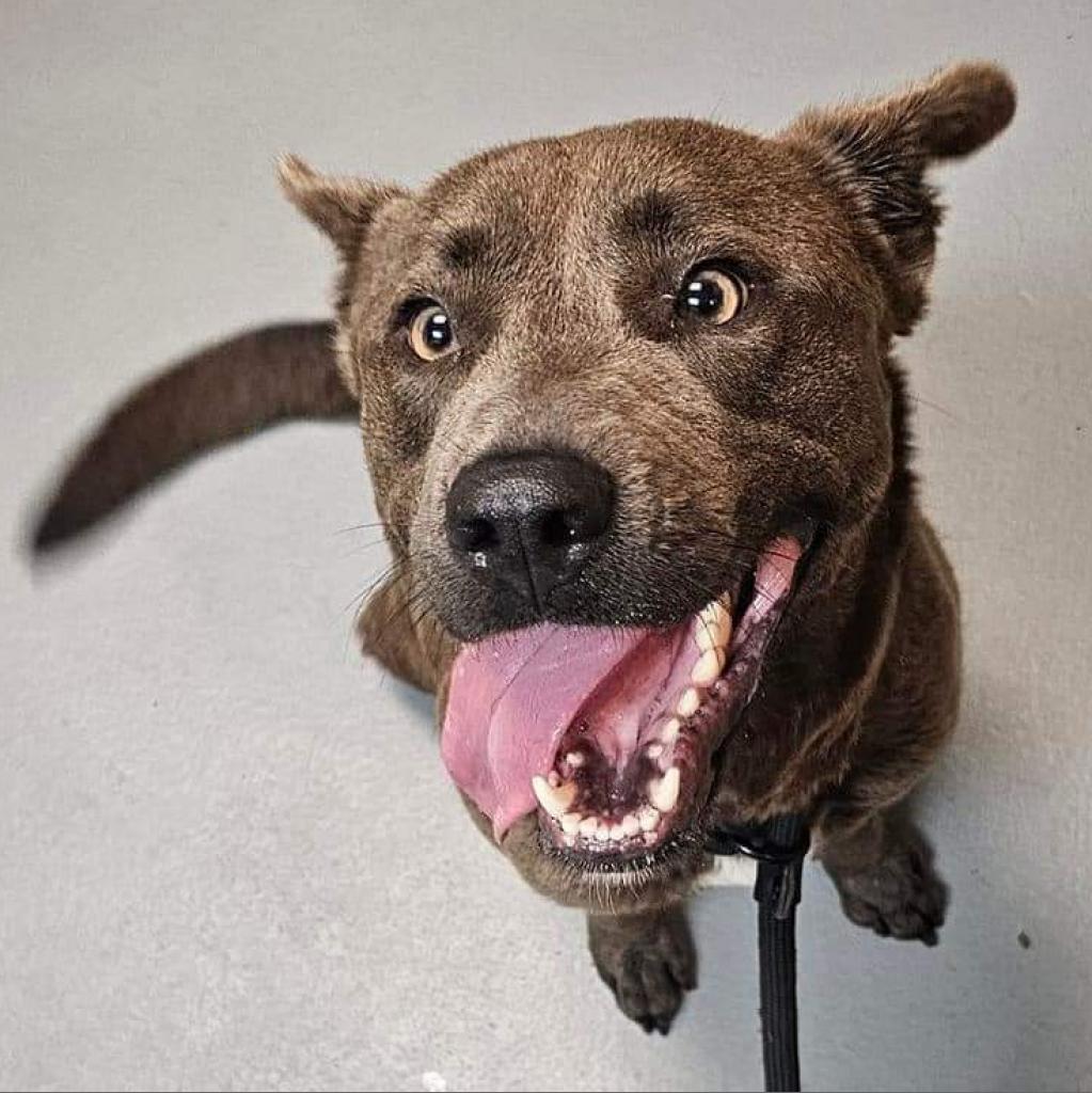 Rain 5160, Adoptable, Adult Female Mixed Breed.