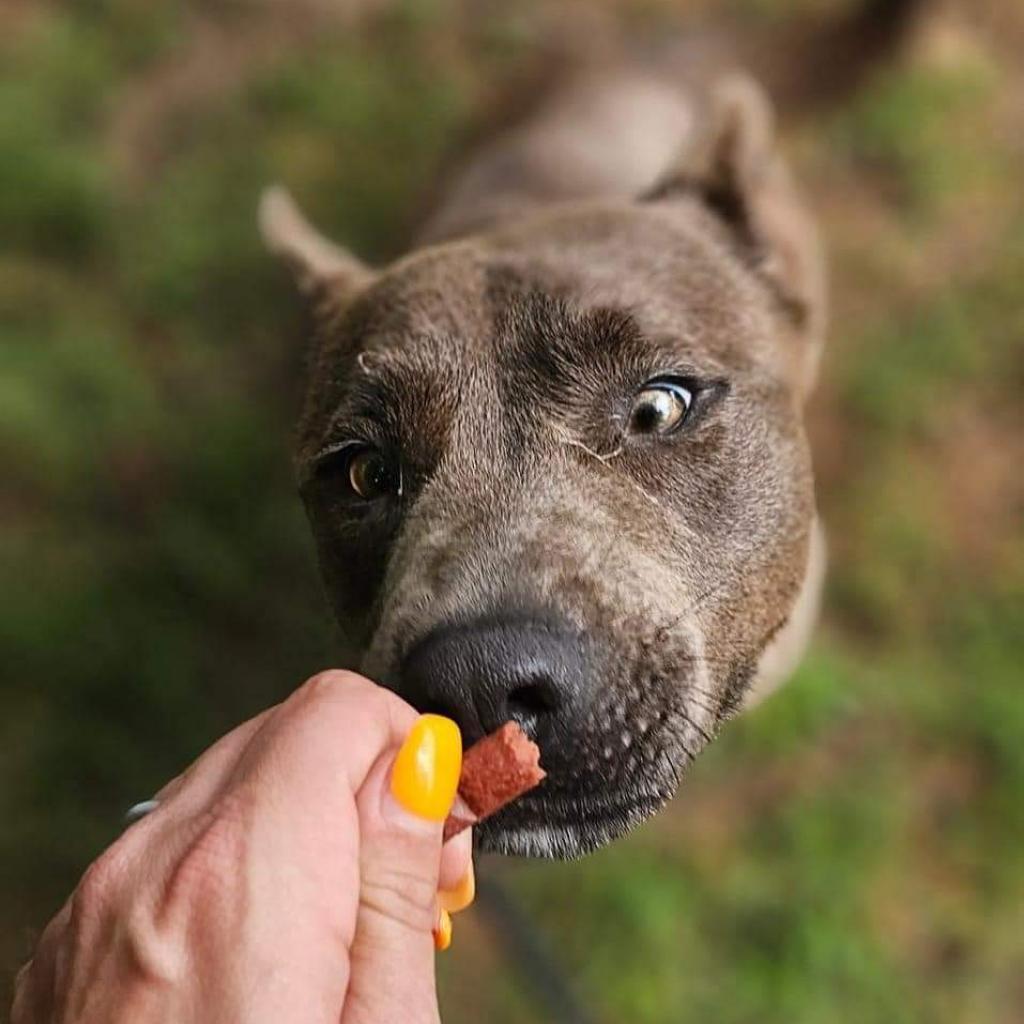 Enlarge Rain 5160, a Adoptable Mixed Breed in Columbus, GA image 2/6