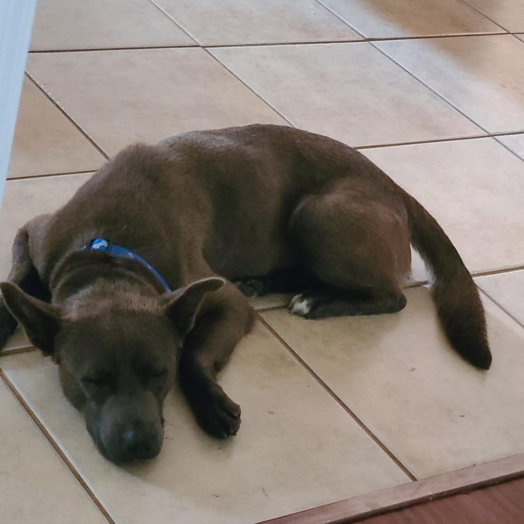 Enlarge Rain 5160, a Adoptable Mixed Breed in Columbus, GA image 3/6