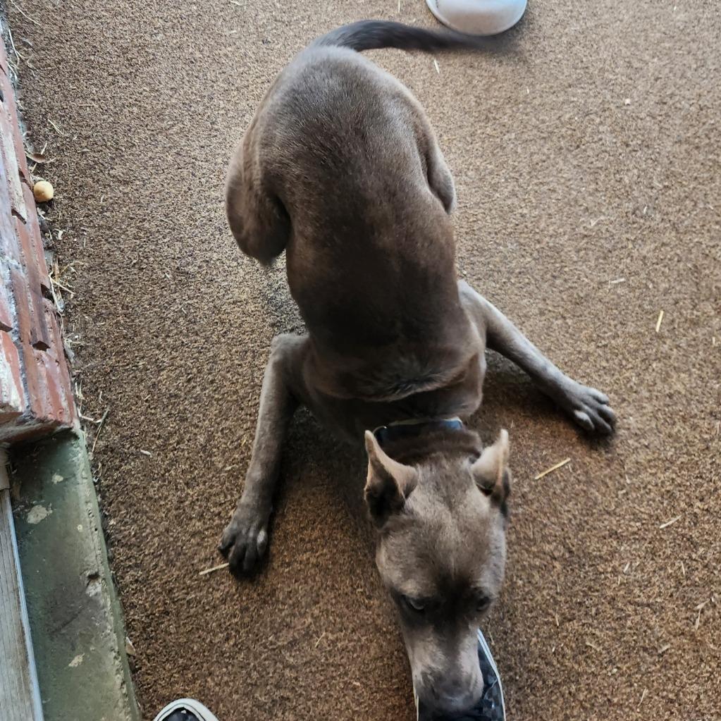 Enlarge Rain 5160, a Adoptable Mixed Breed in Columbus, GA image 4/6