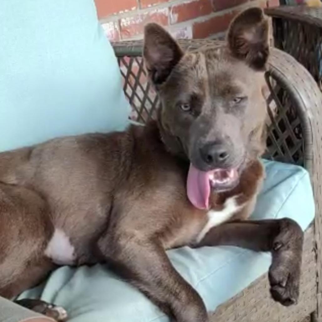 Enlarge Rain 5160, a Adoptable Mixed Breed in Columbus, GA image 5/6