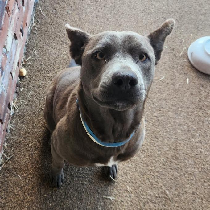 Enlarge Rain 5160, a Adoptable Mixed Breed in Columbus, GA image 6/6