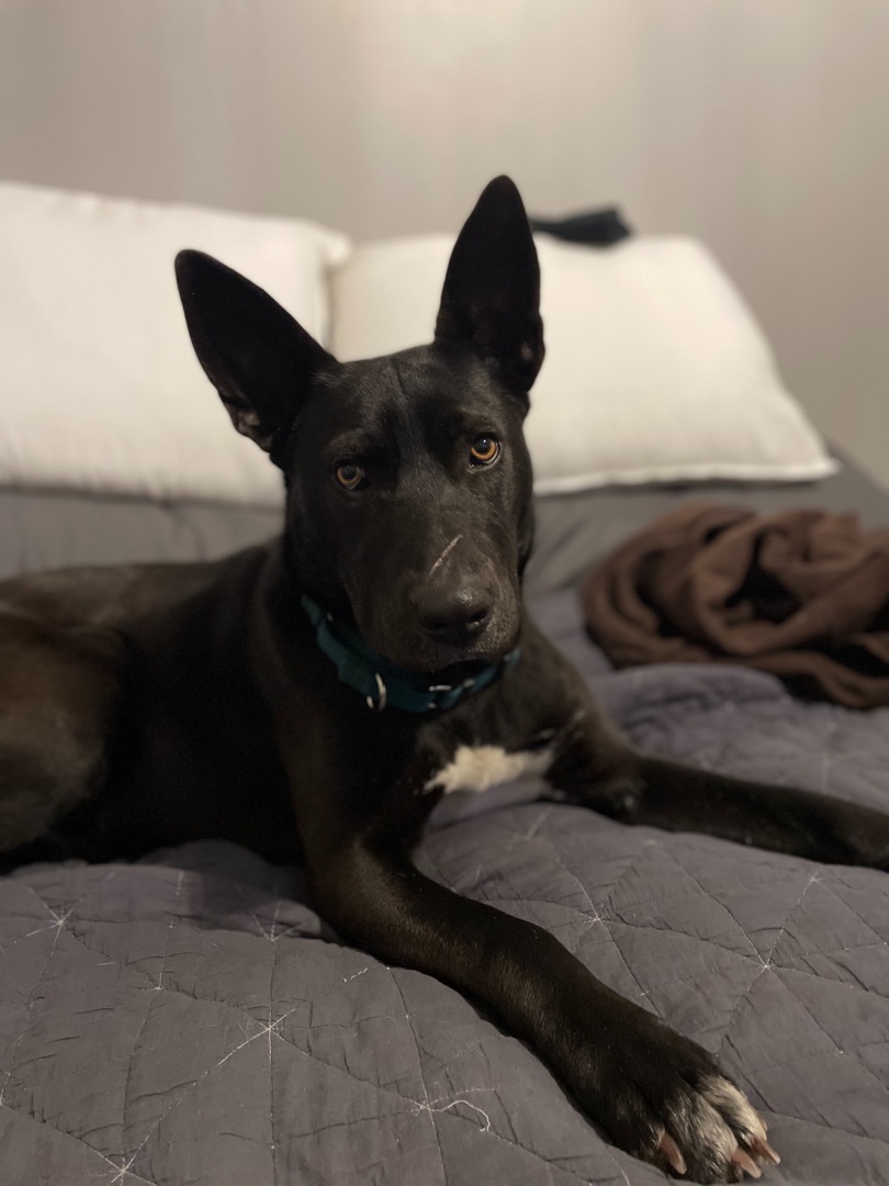 Frog, a Adoptable mixed breed in Gadsden, AL image 1/2